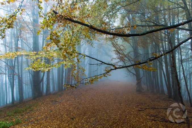 Mist in the forest Adrain Coinaphoto
