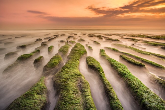 The Green Labyrinth Vlad Ionescu Coinaphoto