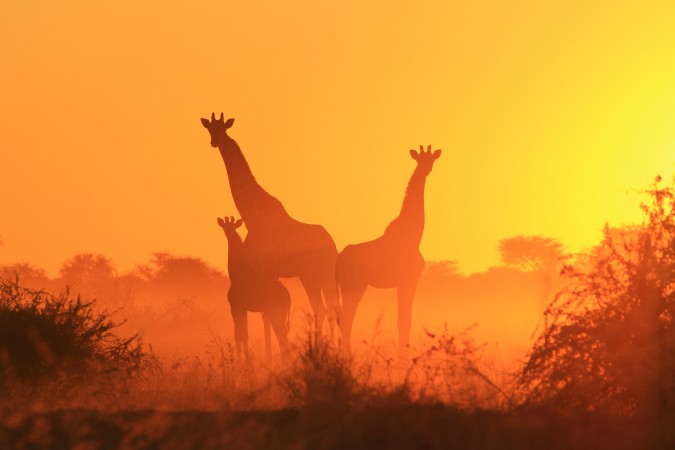Giraffe Family - Sunset Bliss of African Wildlife (1)