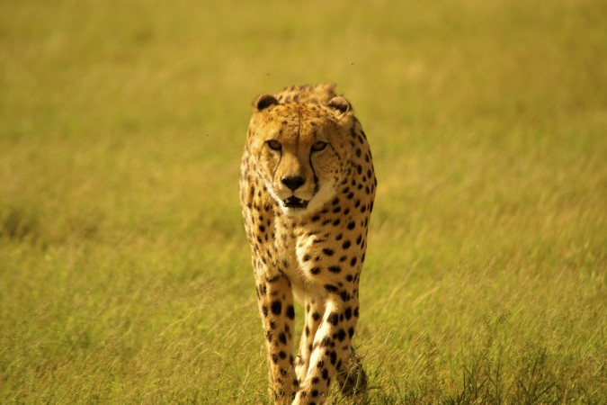 cheetah in sunlight